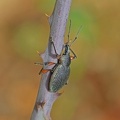 Rüsselkäfer (Otiorhynchus cardiniger)